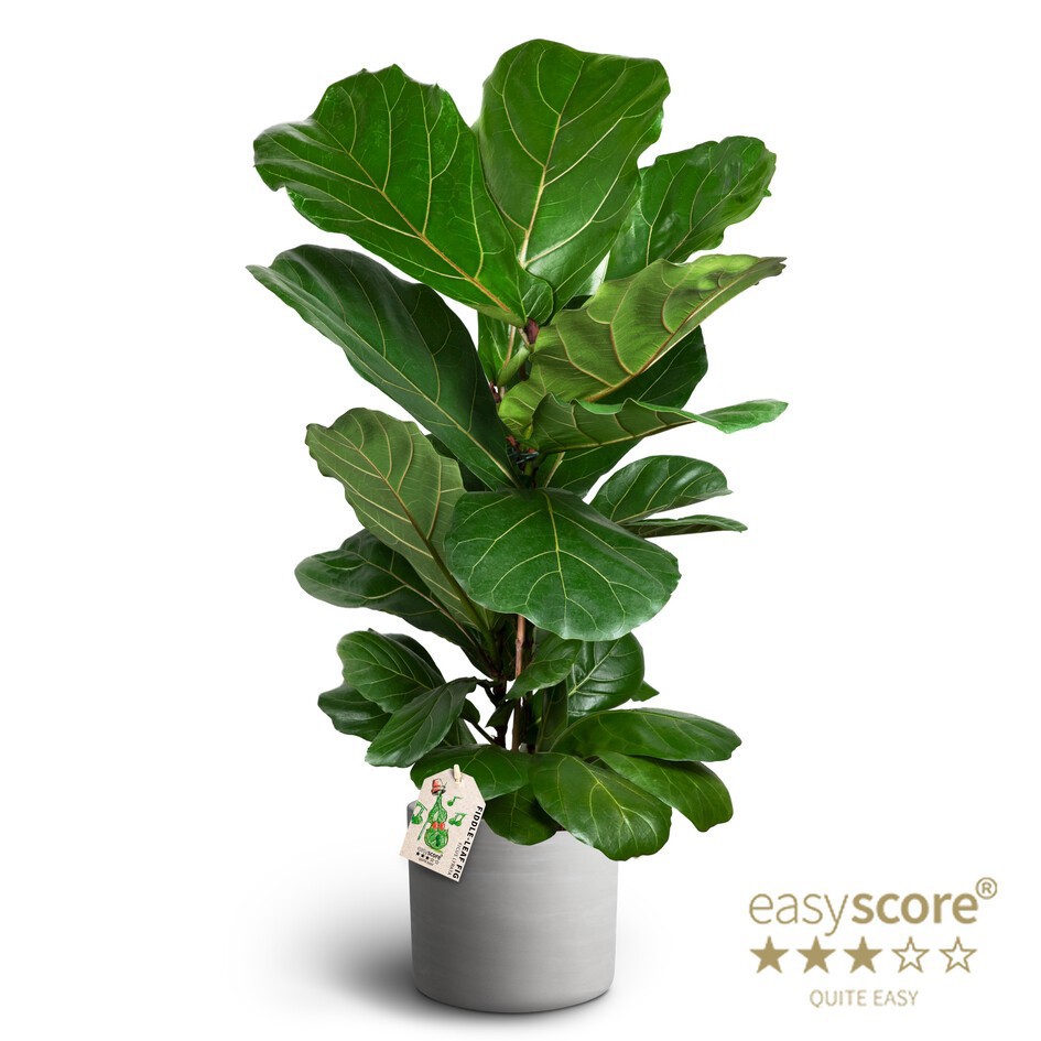 Raw Grey, Ficus lyrata, D 26