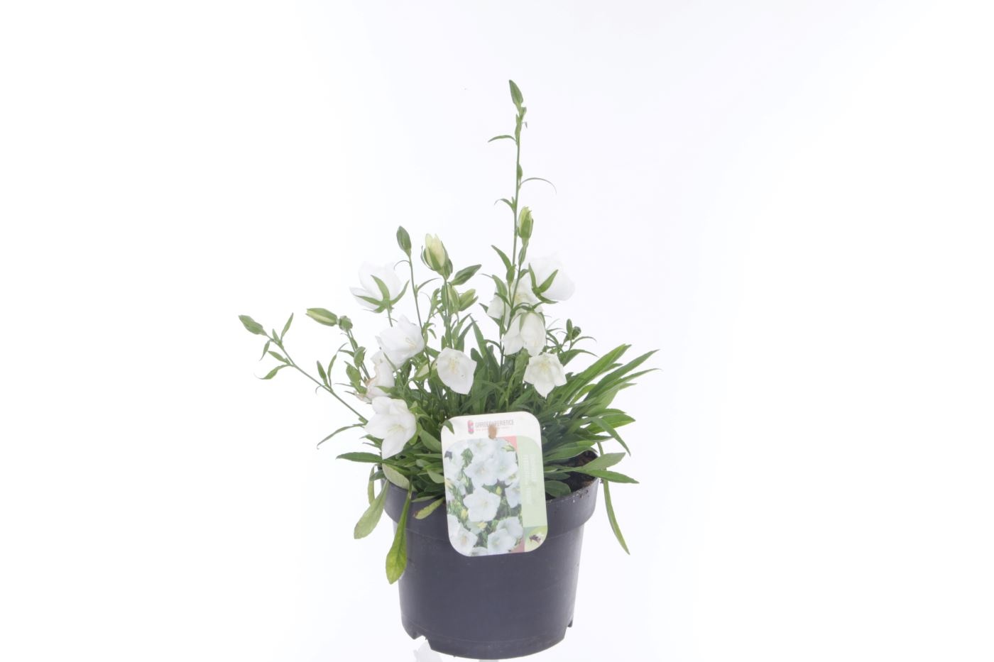 Campanula pers. Takion White, D 17