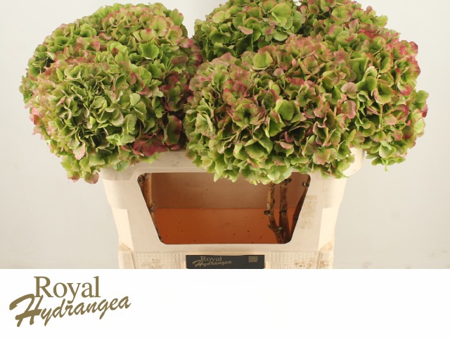 Гортензия Верена Классик 80 (зелено-красн.), шт.