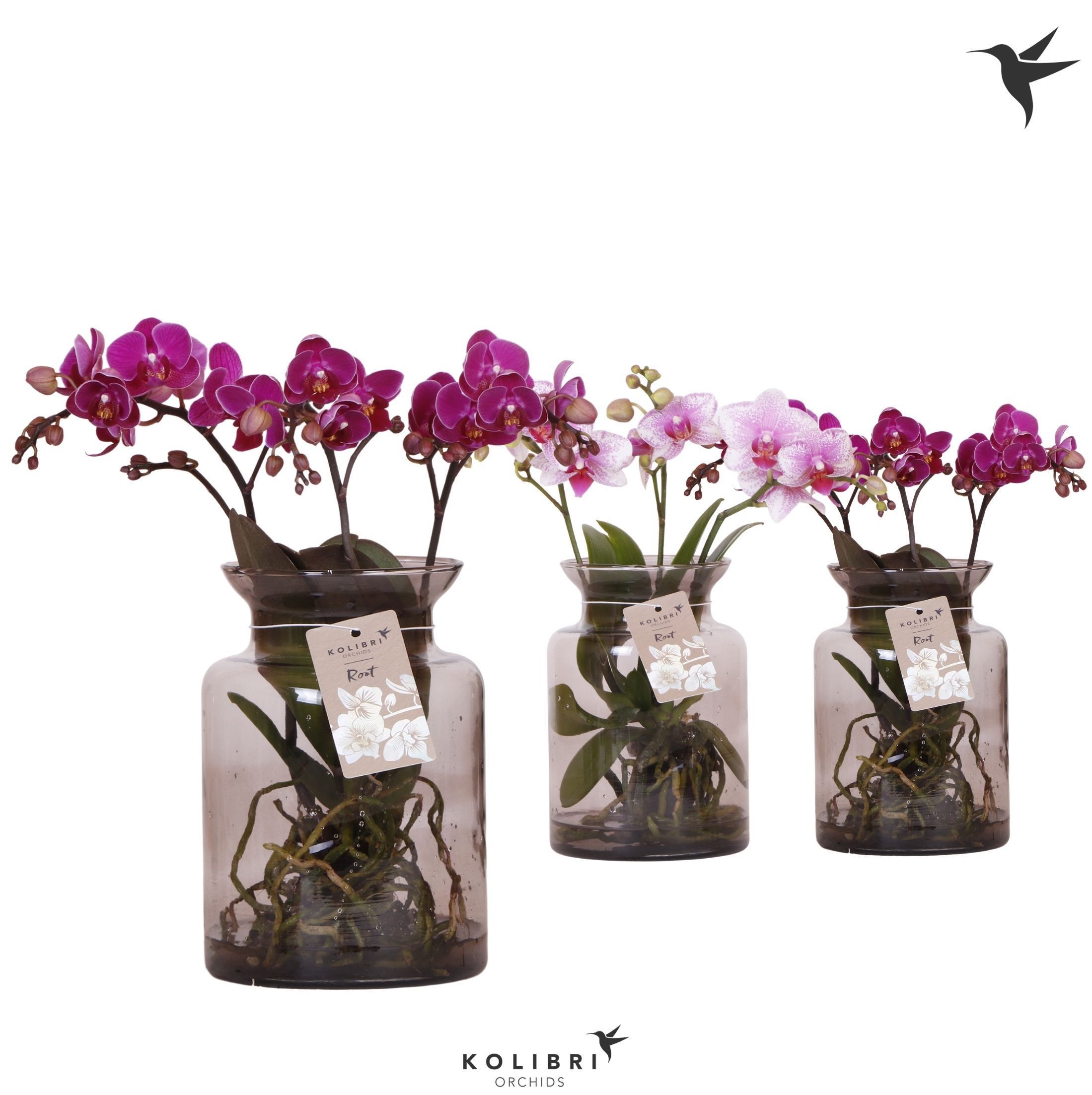 Kolibri Orchids Phalaenopsis Roots mix in glas stolp lila, D 16