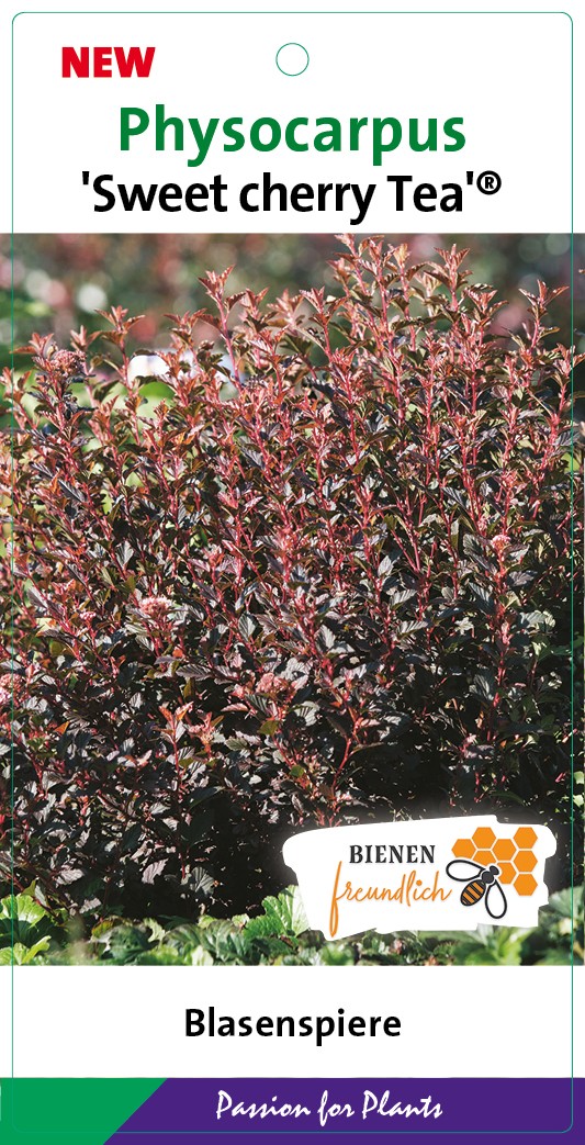 Physocarpus op. 'Magical Sweet Cherry Tea' 40-50C3, D 19 cm