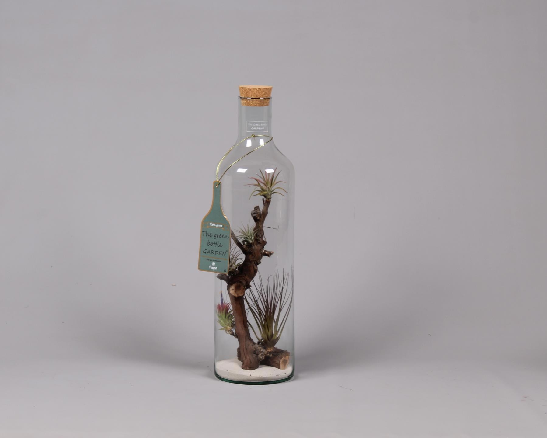 Green Bottle H55 groot met Tillandsia Air Plants, D 15