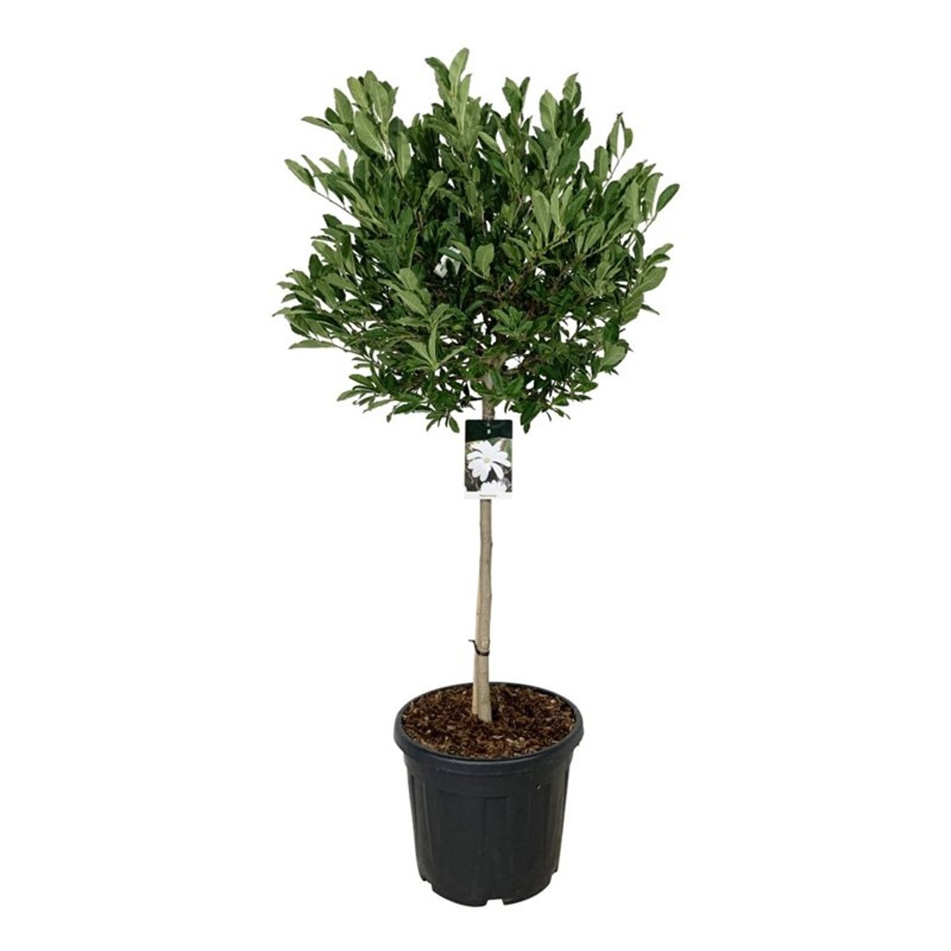 Magnolia stellata, D 50 cm