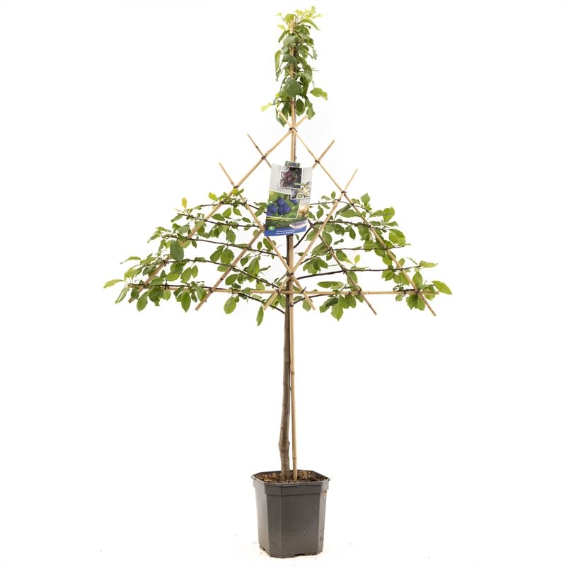 Prunus dom. Bleue de Belgique lei Donkerblauwe pruim, D 24