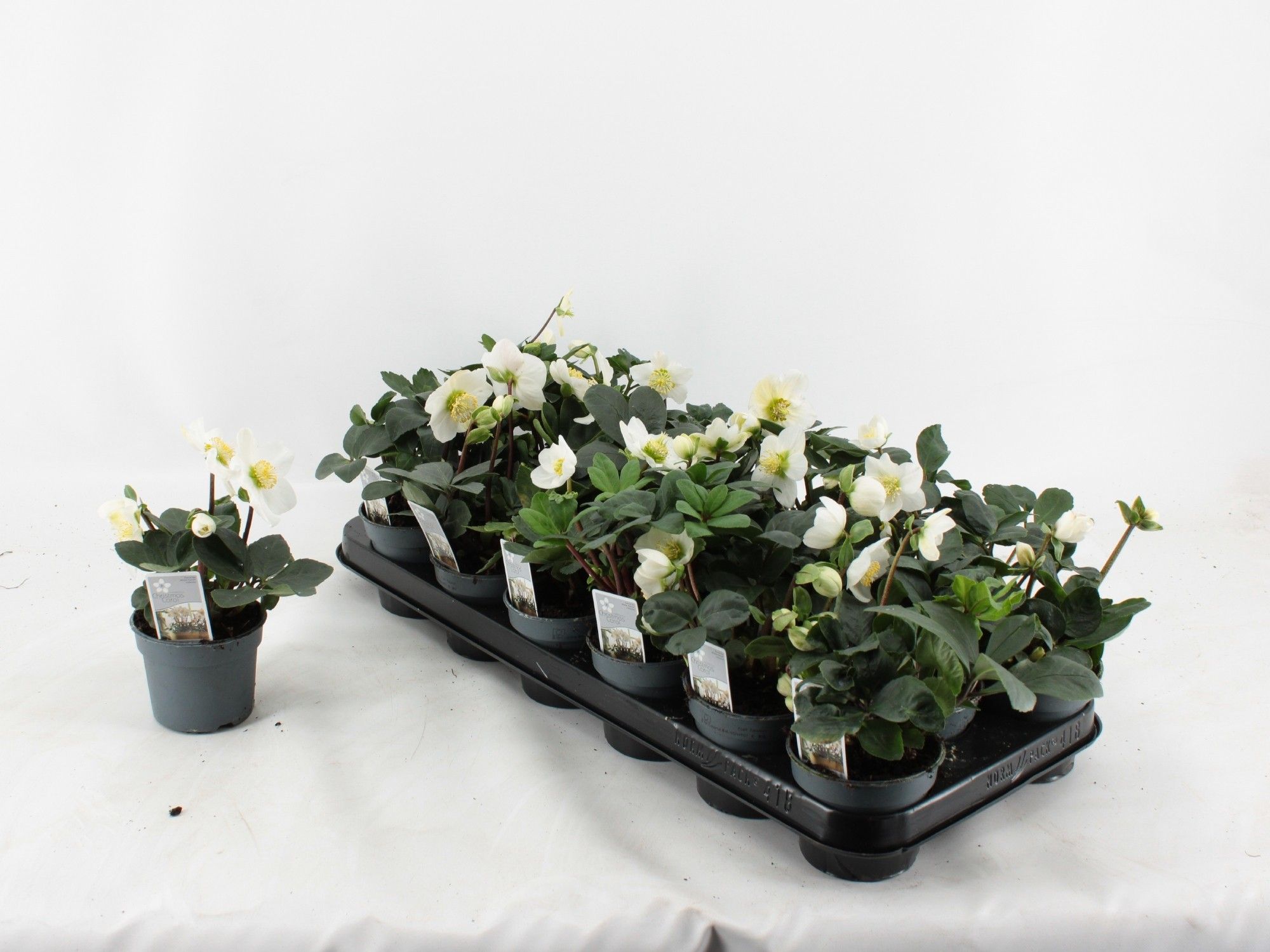 Helleborus Christmas Carol Basic S 9CM, D 9 cm