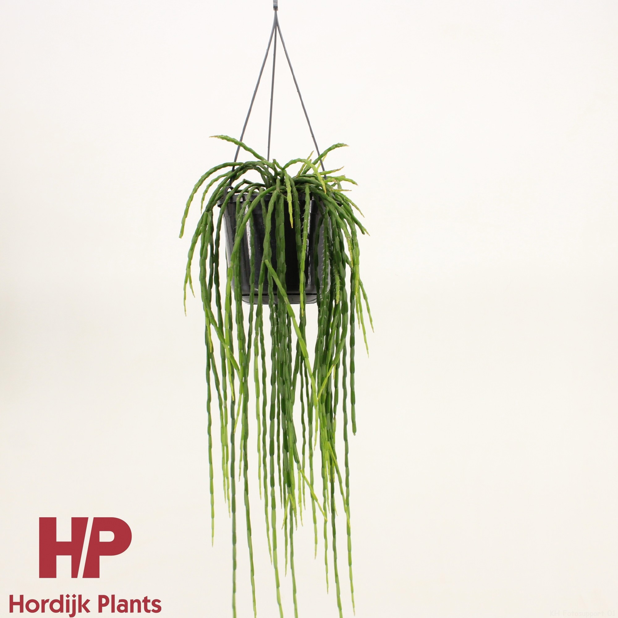 Rhipsalis paradoxa minor, D 15 cm Rhipsalis paradoxa minor, D 15 cm