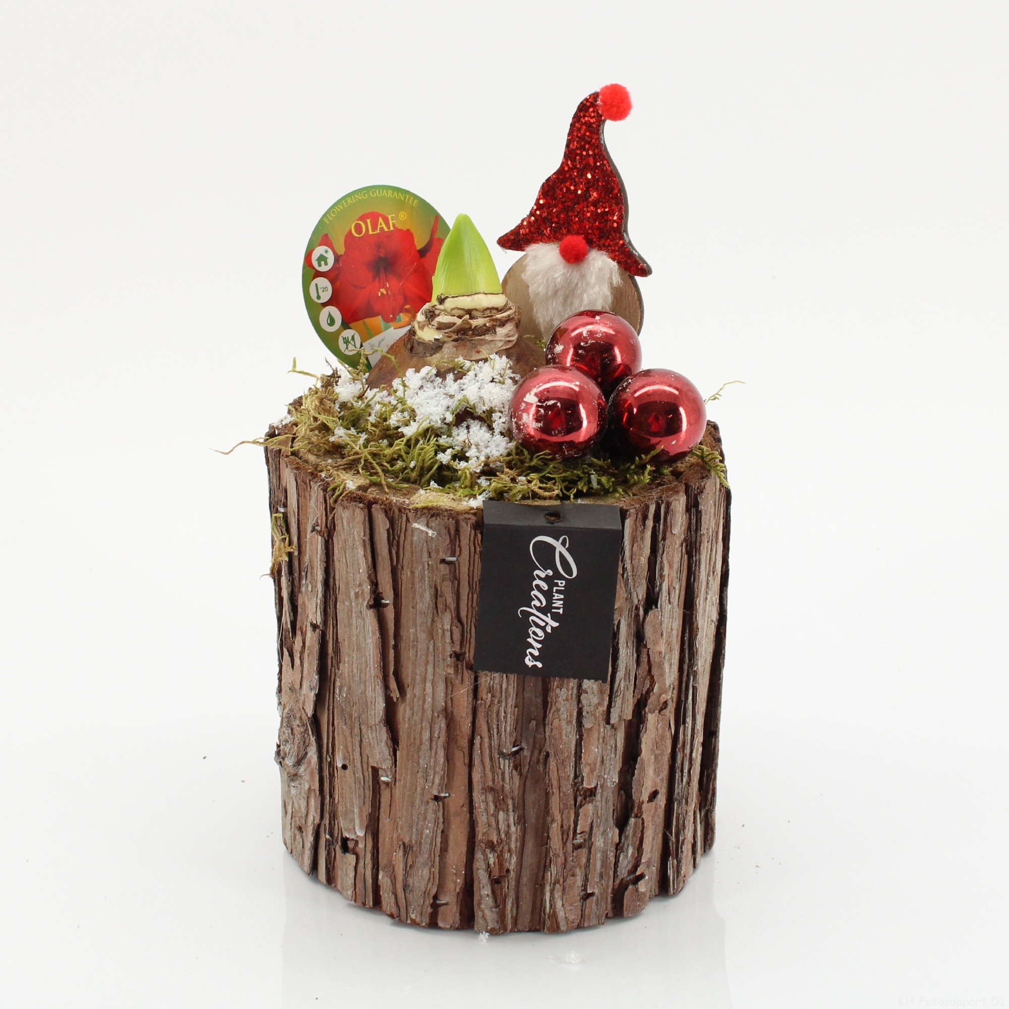 HICR-2528R Kerst Amaryllis, D 14 cm