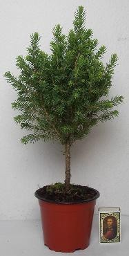 PICEA GLAUCA 'PERFECTA', D 11 cm