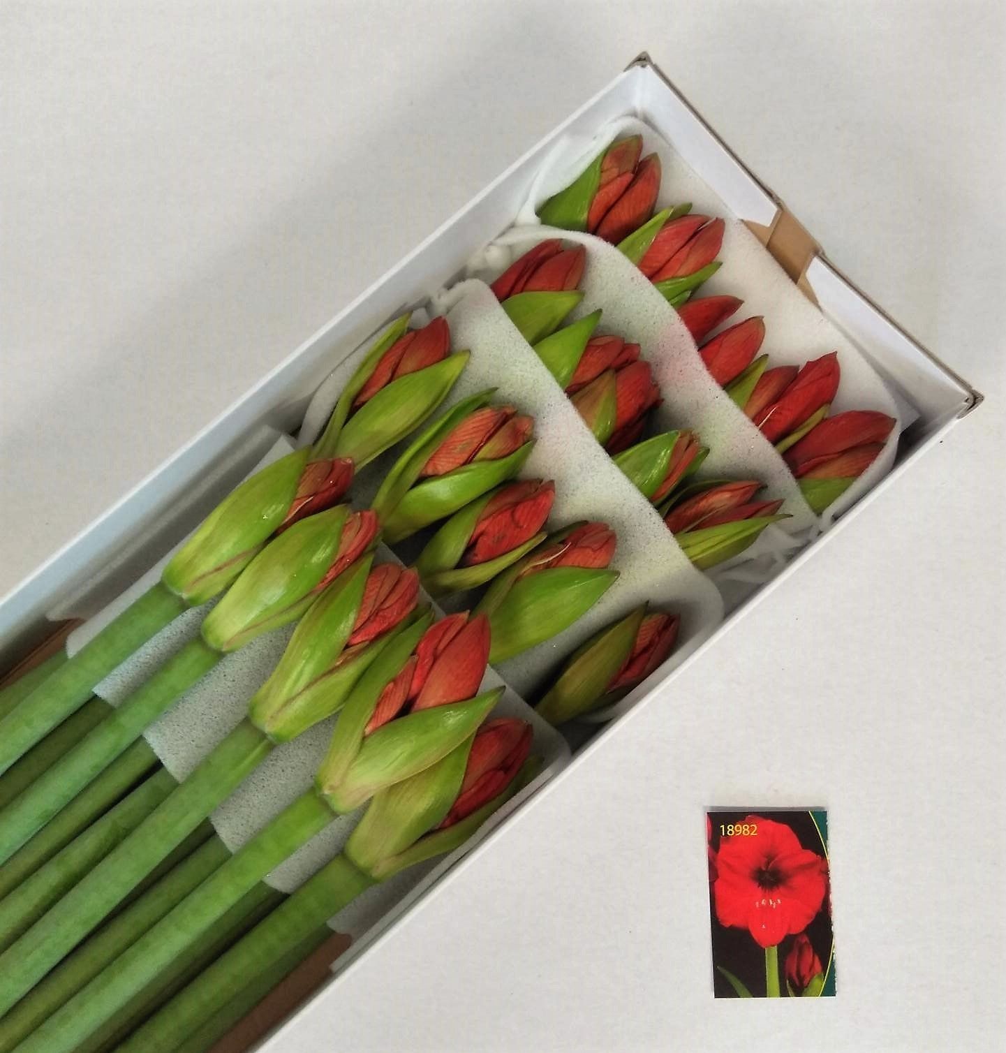 Амарилис Рэд Лион (красн.) x20, шт.