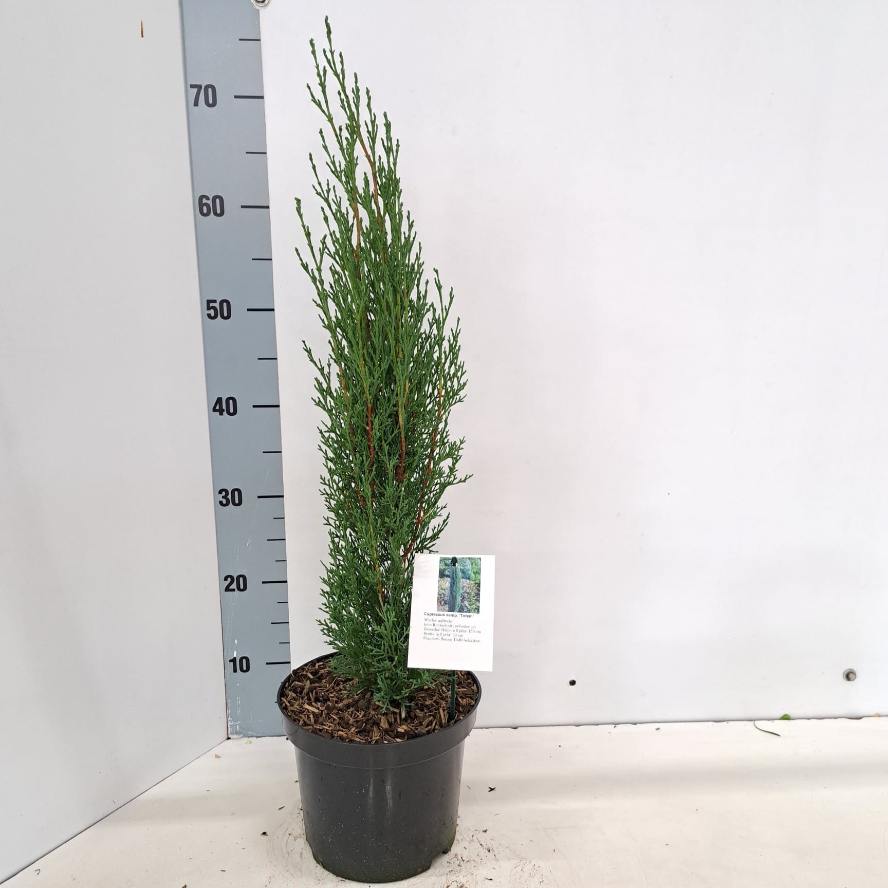 Cupressus sempervirens 'Totem', D 19