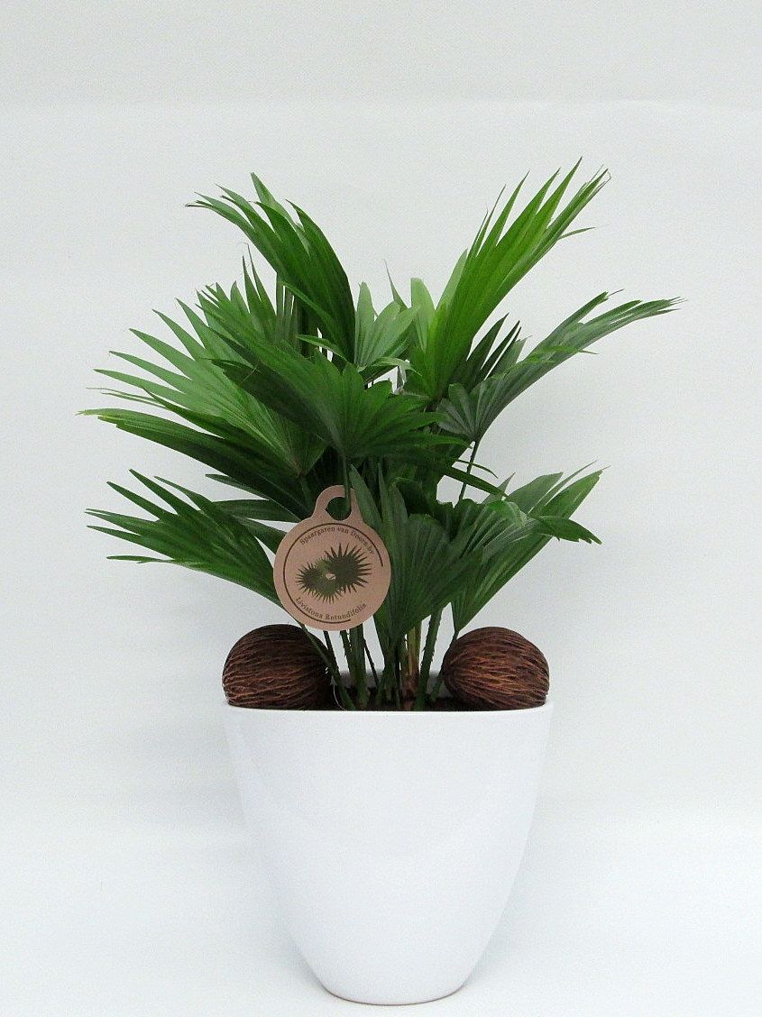 Livistona rotundifolia in avani pot, D 22