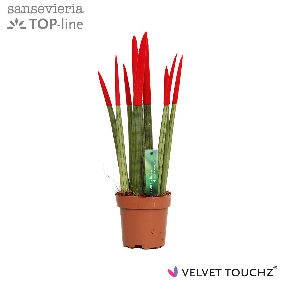 Sansevieria VELVET TOUCHZ® Rood, D 12
