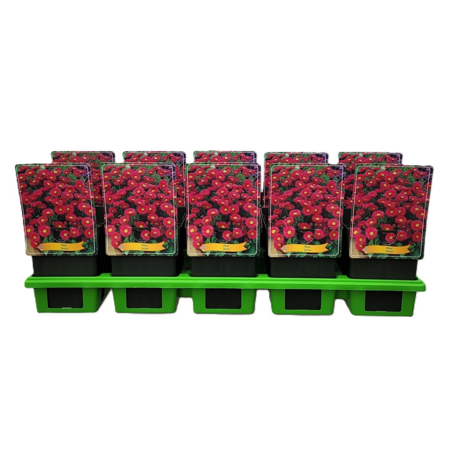 Aster Dumosus 'Jenny' P11, D 11 cm