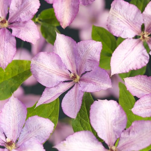 Clematis 'Margaret Hunt' +3.0 label, D 11