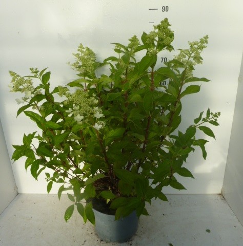 818 FA : Pot 7.5 L Hydrangea Paniculata "CONFETTI", D 26