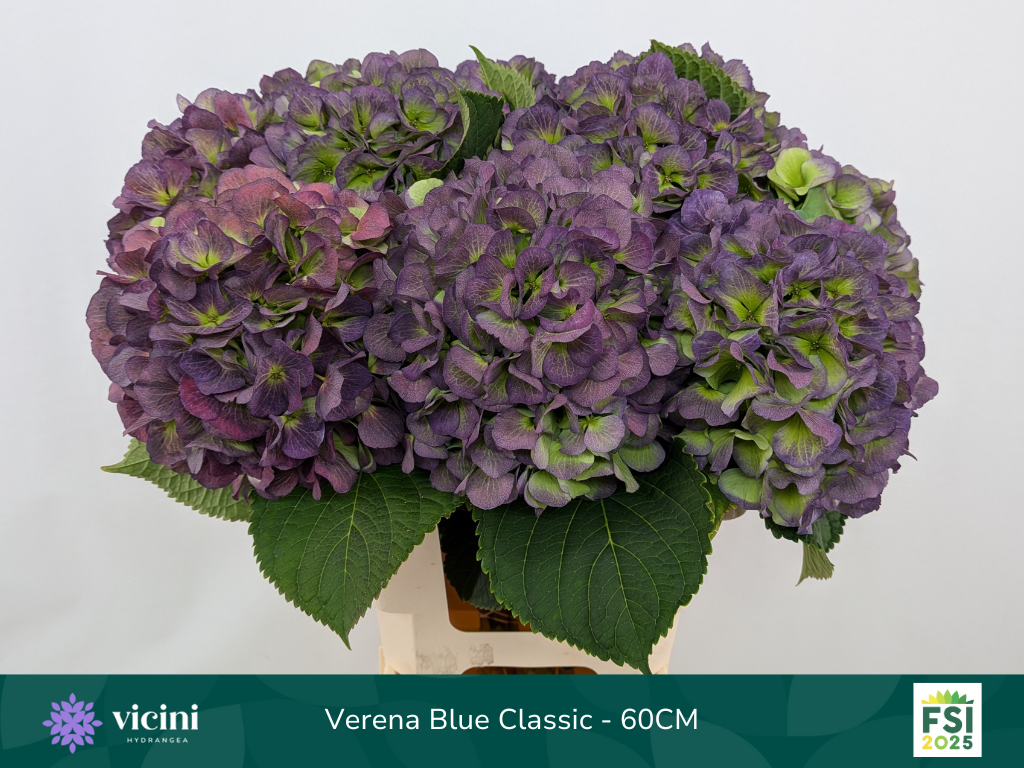 Гортензия Верена Блю Классик 60, шт.