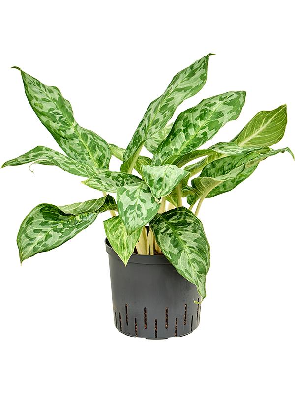 Aglaonema 'Pavo real', D 22