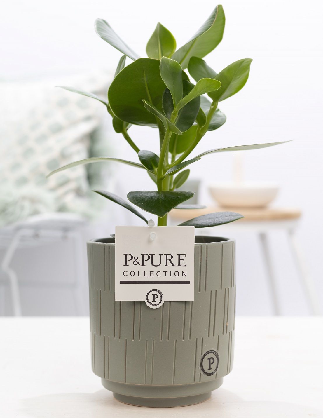 Clusia Rosea Princess in P&PURE Tess 2 cer., D 12