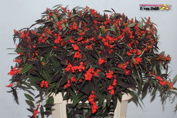 Эуфорбия куст. Каттлерс Оранж 80, шт.