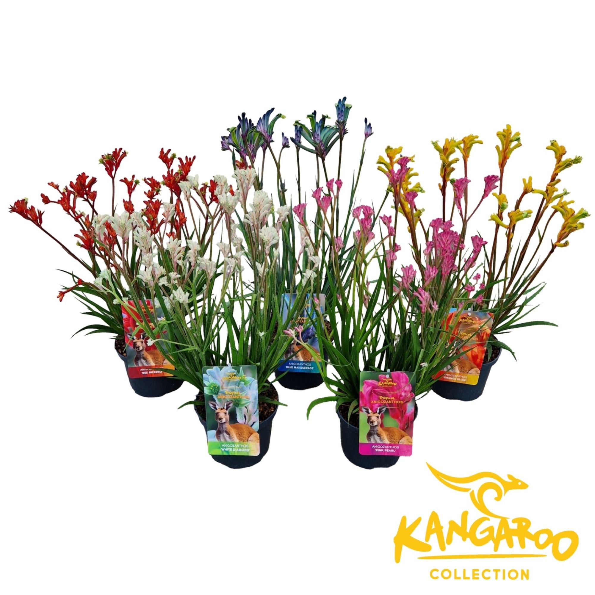 Anigozanthos 'Exclusive Mix', D 17