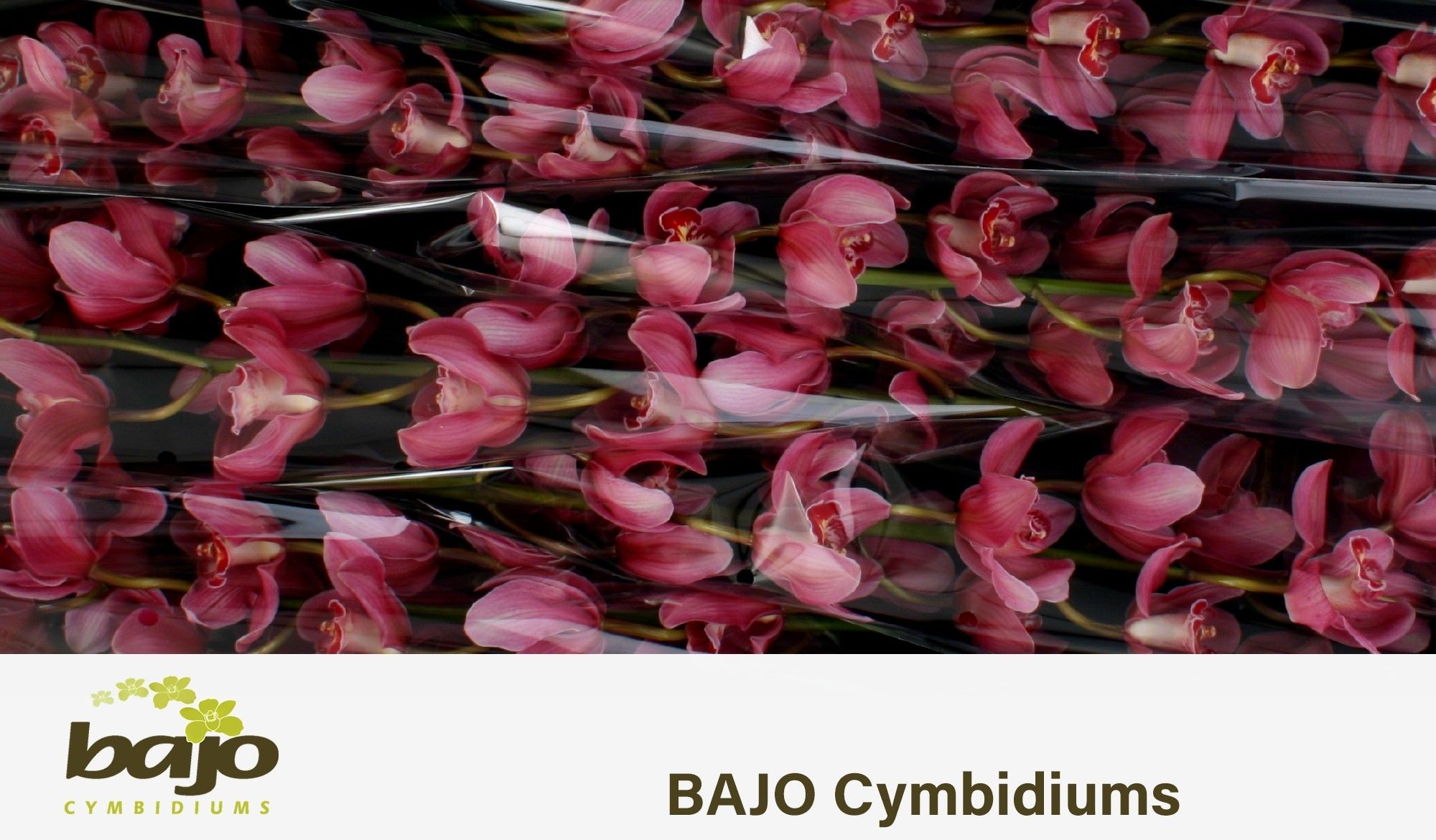 Цимбидиум Миссис Полин x6 80, шт.