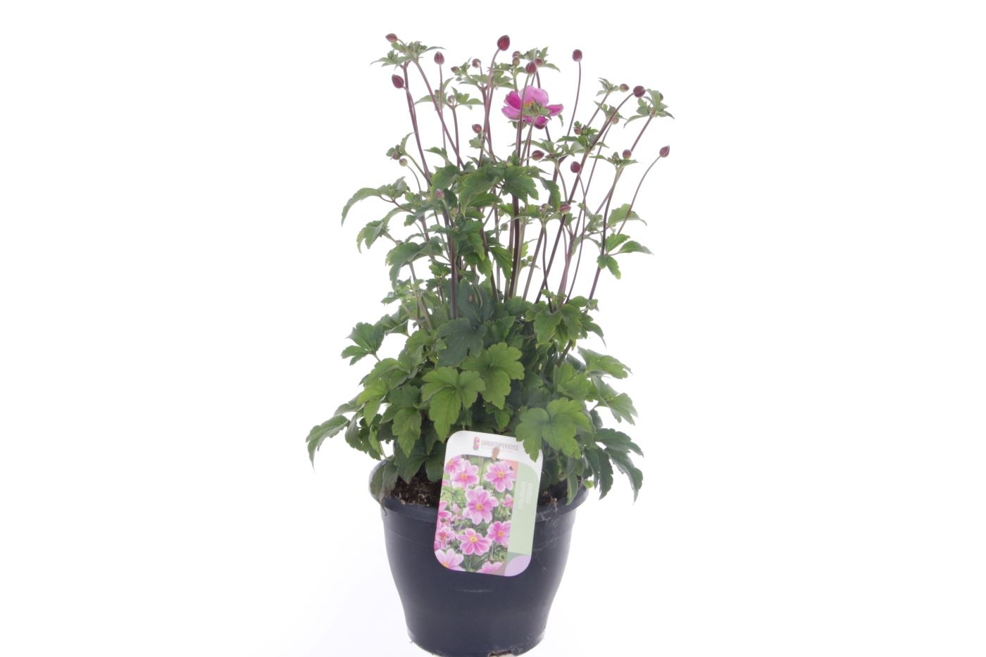 Anemone hup. Emmy Bicolour, D 23