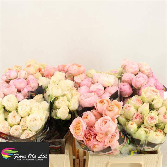 Роза куст. Микс в баке 40, шт.