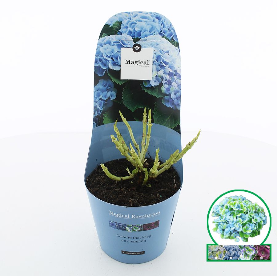 Hydrangea macr. Magical® 'Revolution'® Blauw C2 (17cm.) Potcover, D 17