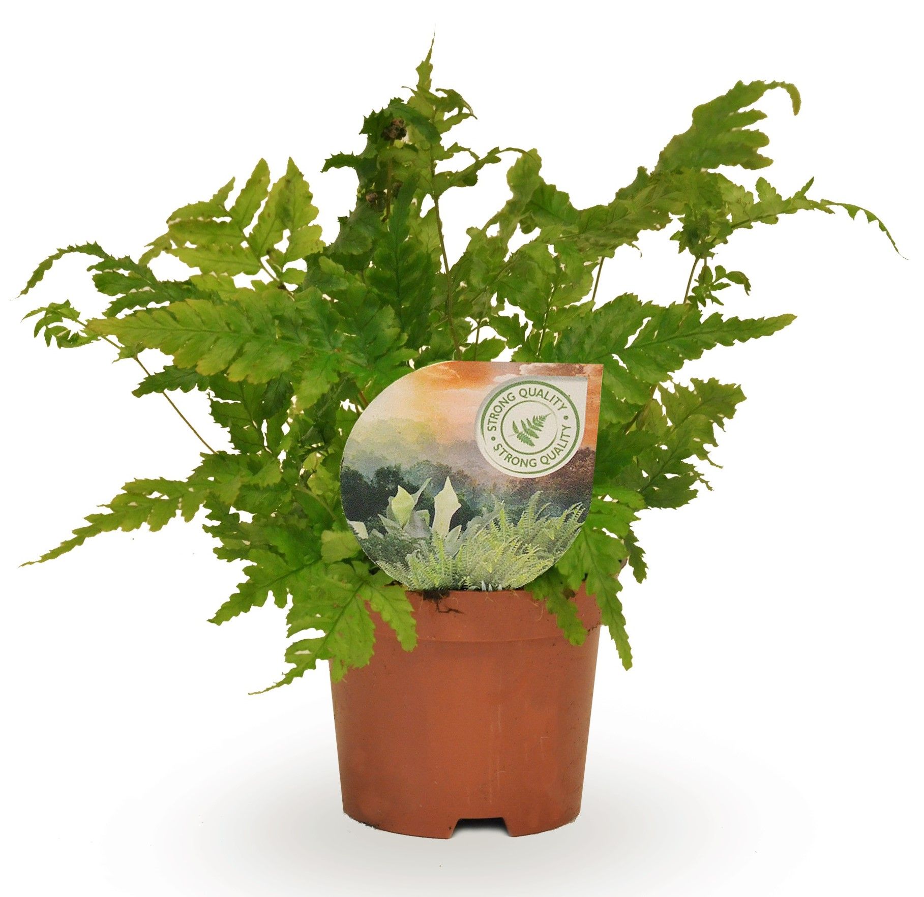 Dryopteris erythrosora, D 9