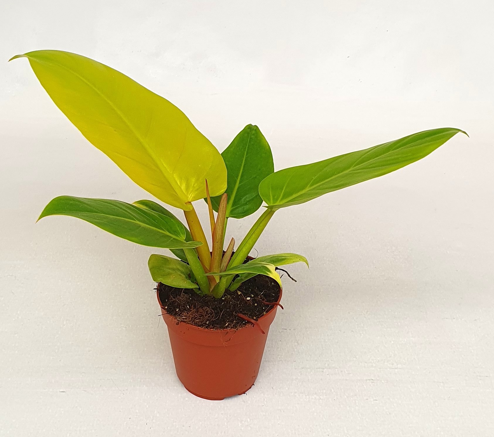 Philodendron 'Melinonii'gold, D 12