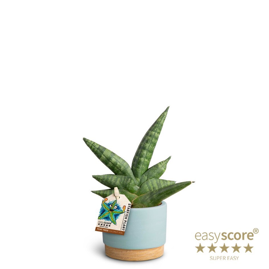 Woodbase Sky Blue, Sansevieria ´Boncellensis´, D 7