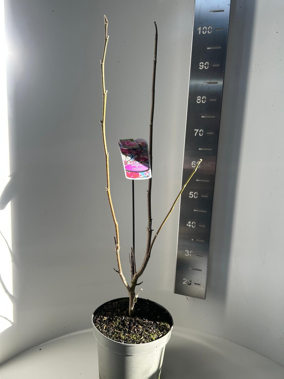 Magnolia Cleopatra, D 23