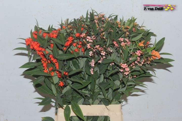 Эуфорбия од. Микс 70, шт.