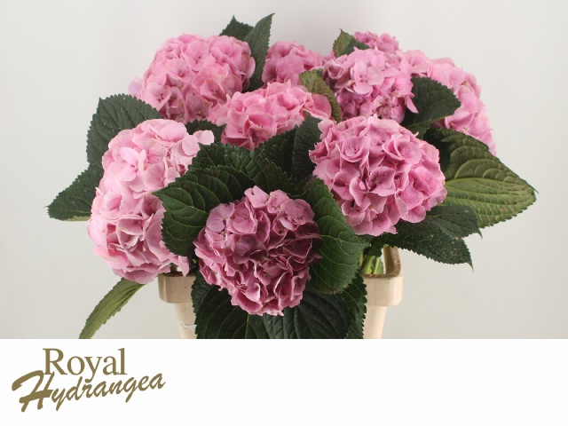 Гортензия Маргарита Пинк 60, шт.