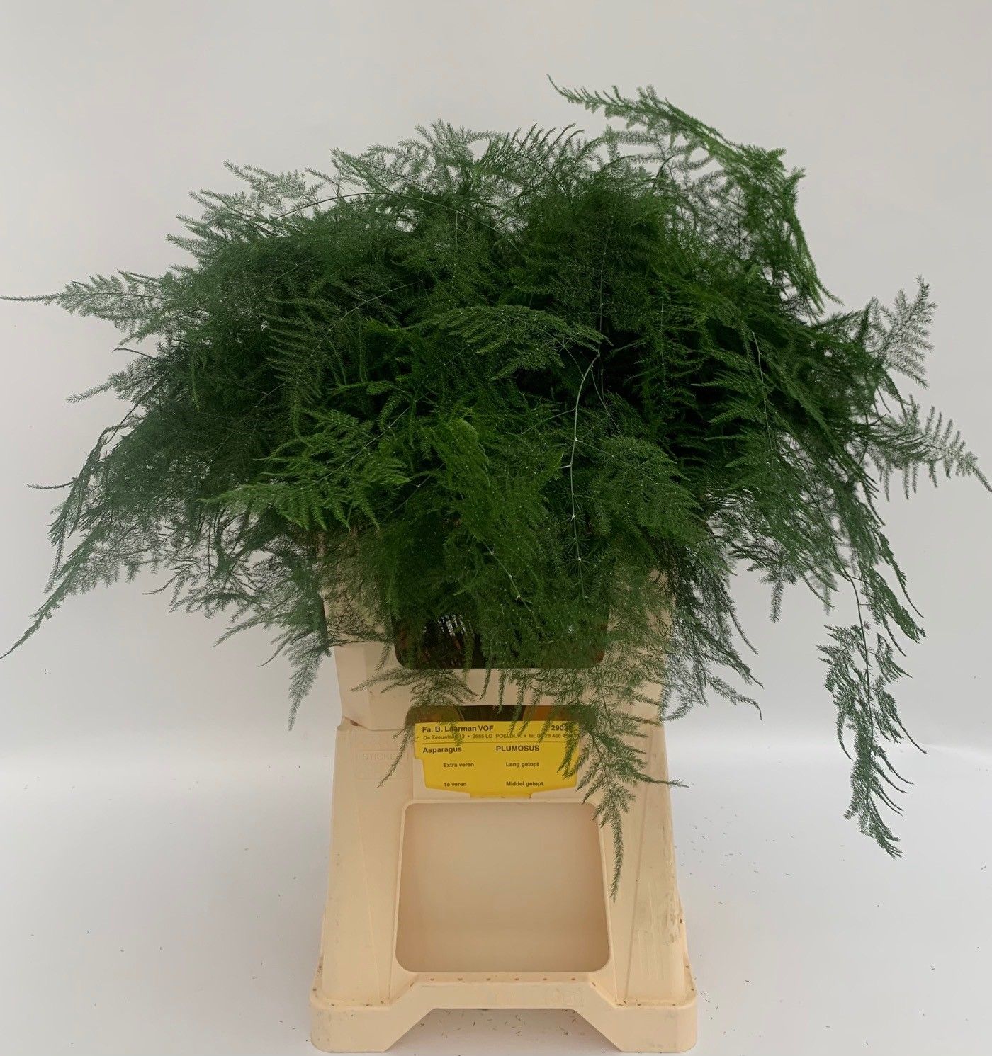 Аспарагус Сетацеус 65, шт.