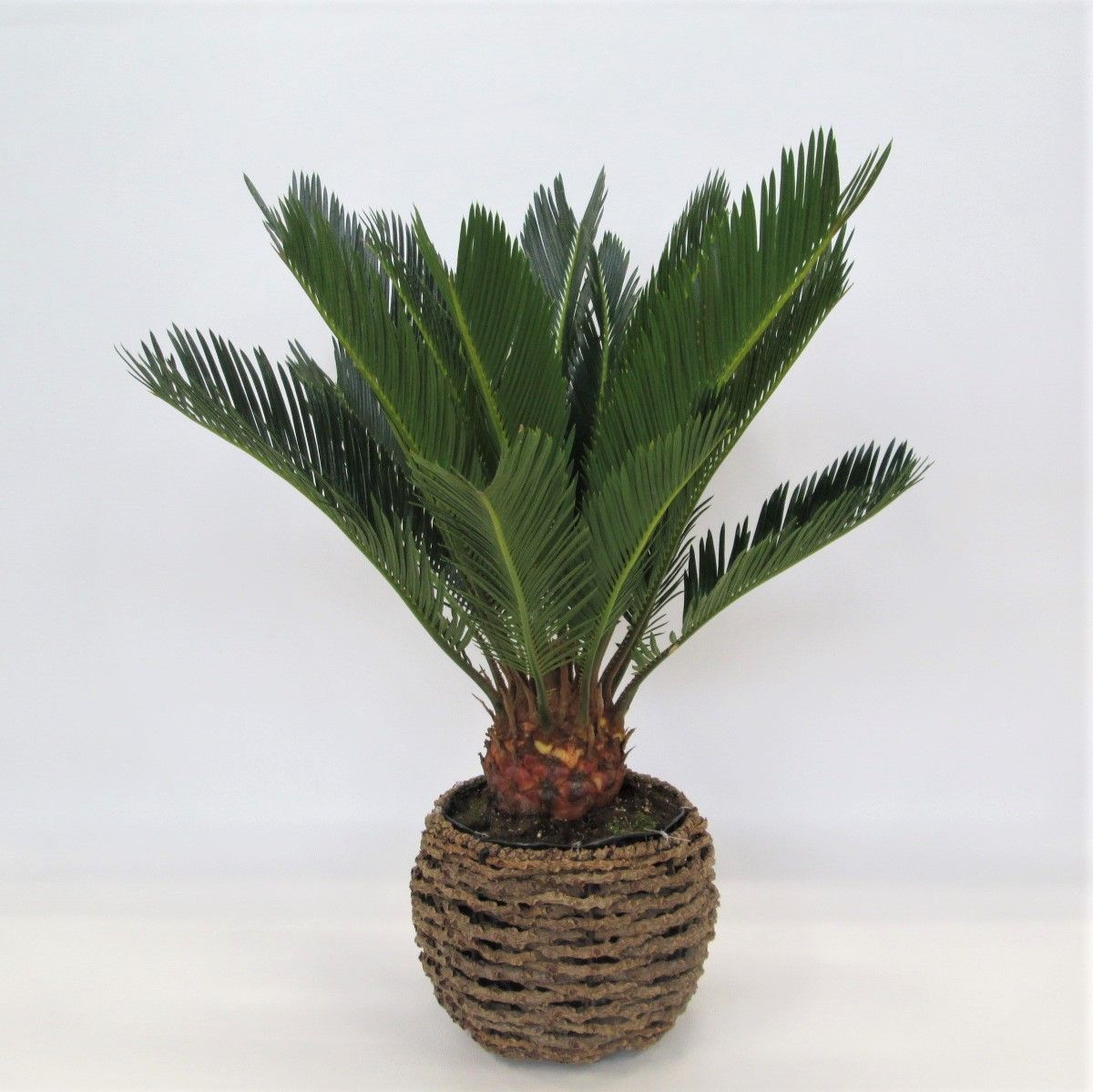 Cycas in gevlochten caryota pot, D 20 cm Cycas in gevlochten caryota pot, D 20 cm