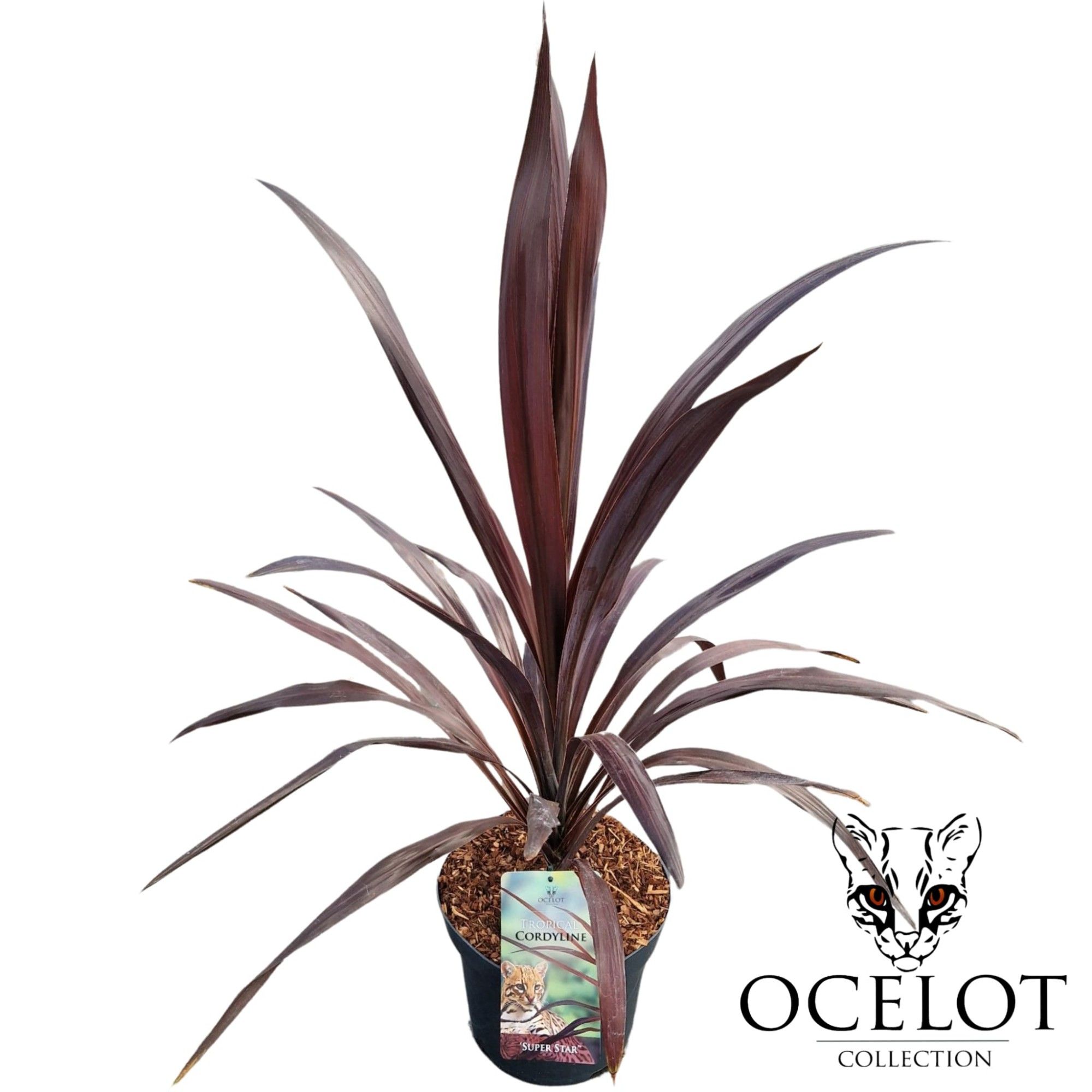 Cordyline australis 'Super Star', D 26
