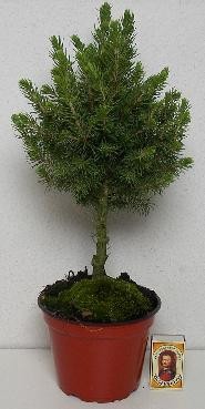 PICEA GLAUCA 'CONICA', D 13 cm