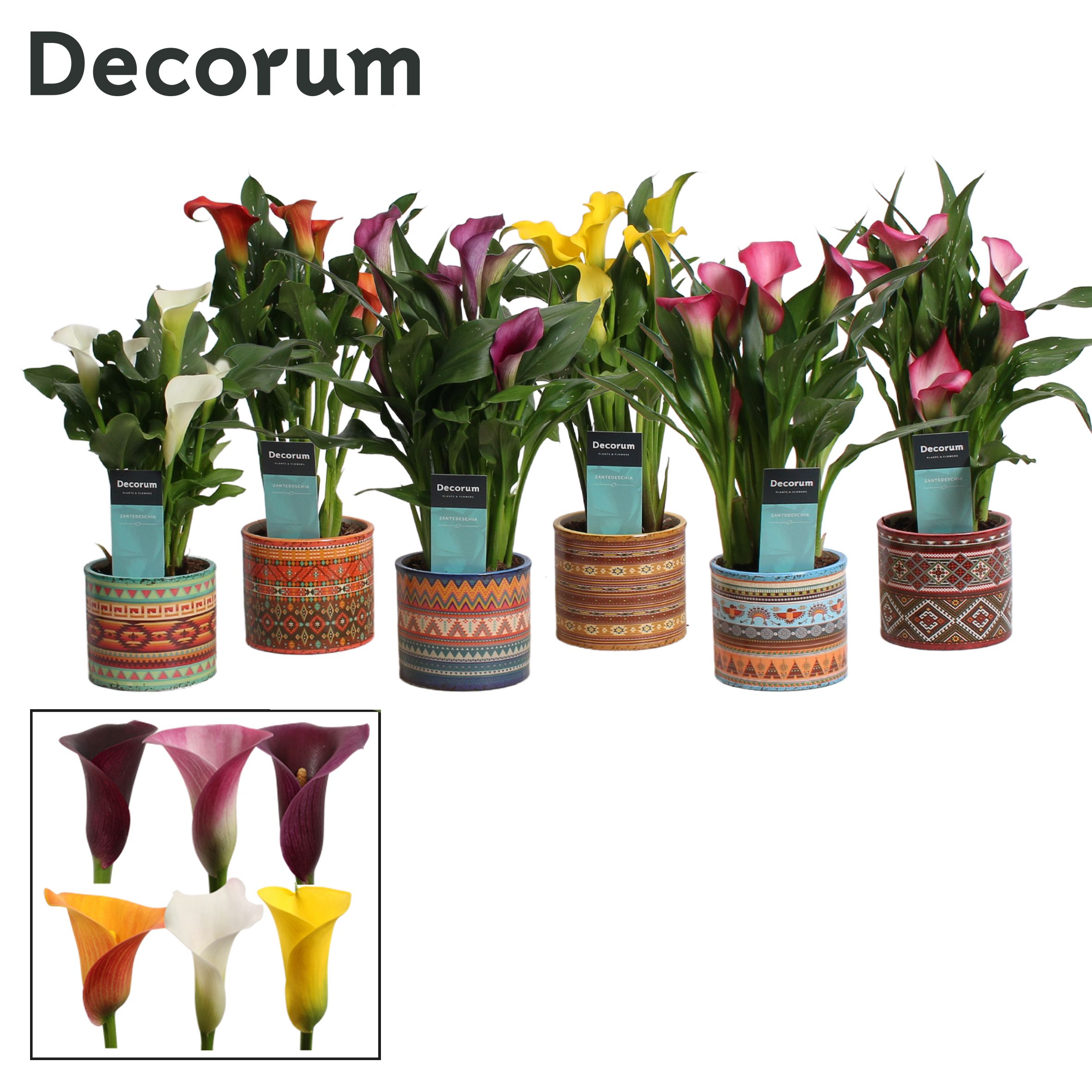 Zantedeschia (Calla) Mix in Ompot Africa (Decorum), D 10,5