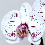 Alurion 2 Tak, D 12 cm