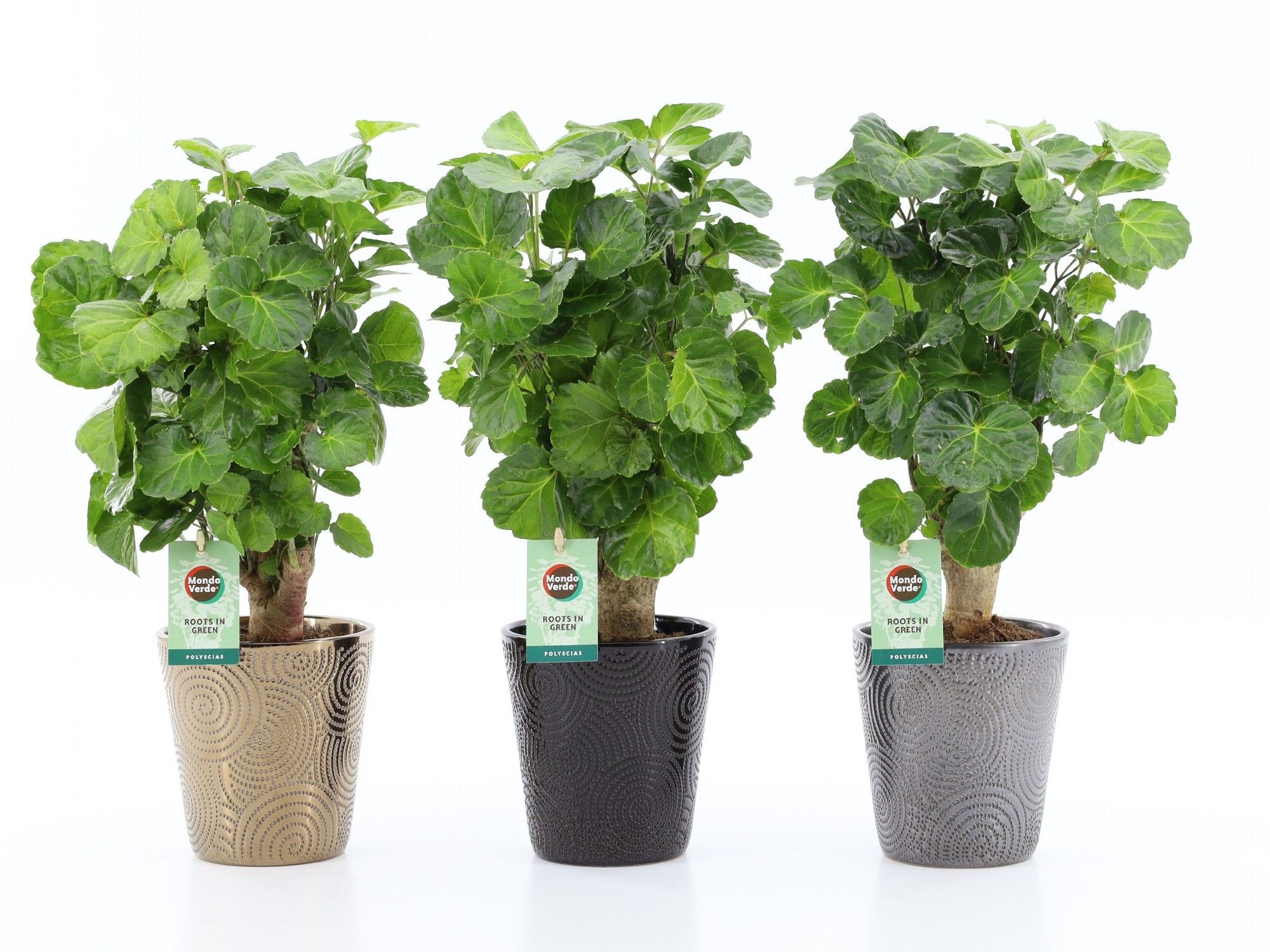 Polyscias Green Lemon in Infinity keramiek, D 13