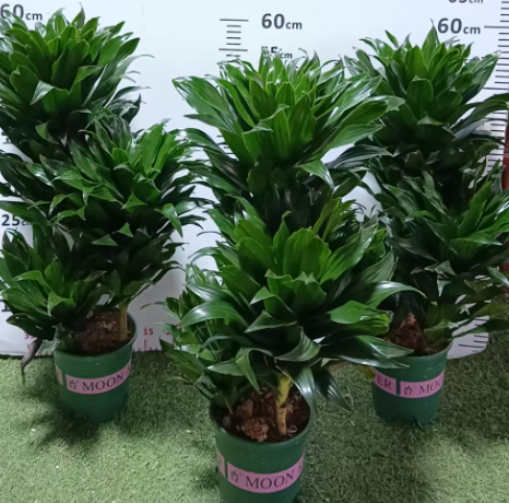 Драцена фрагранс компакта 18 60