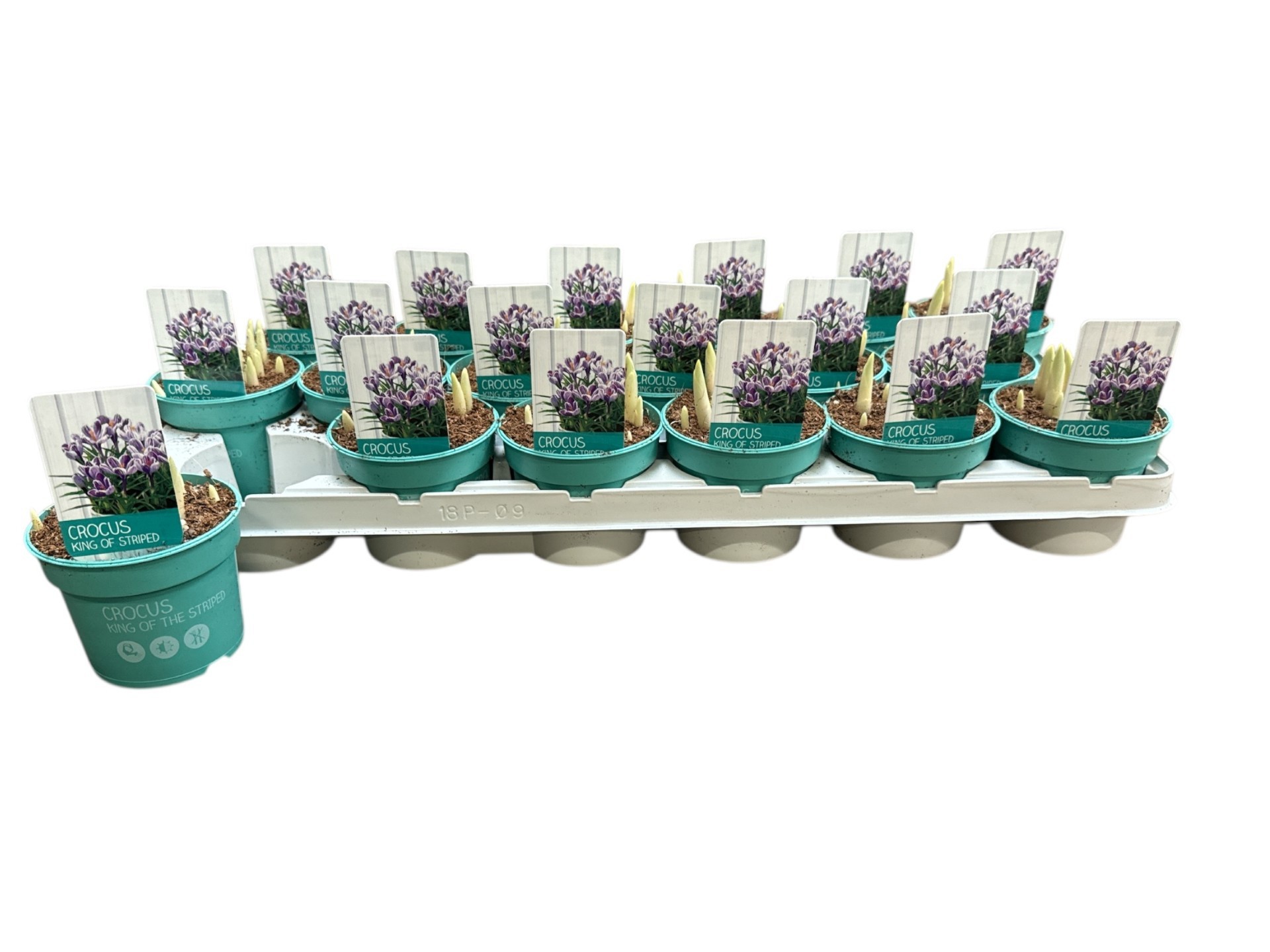 Crocus King of Striped 'Diamond Collection', D 9