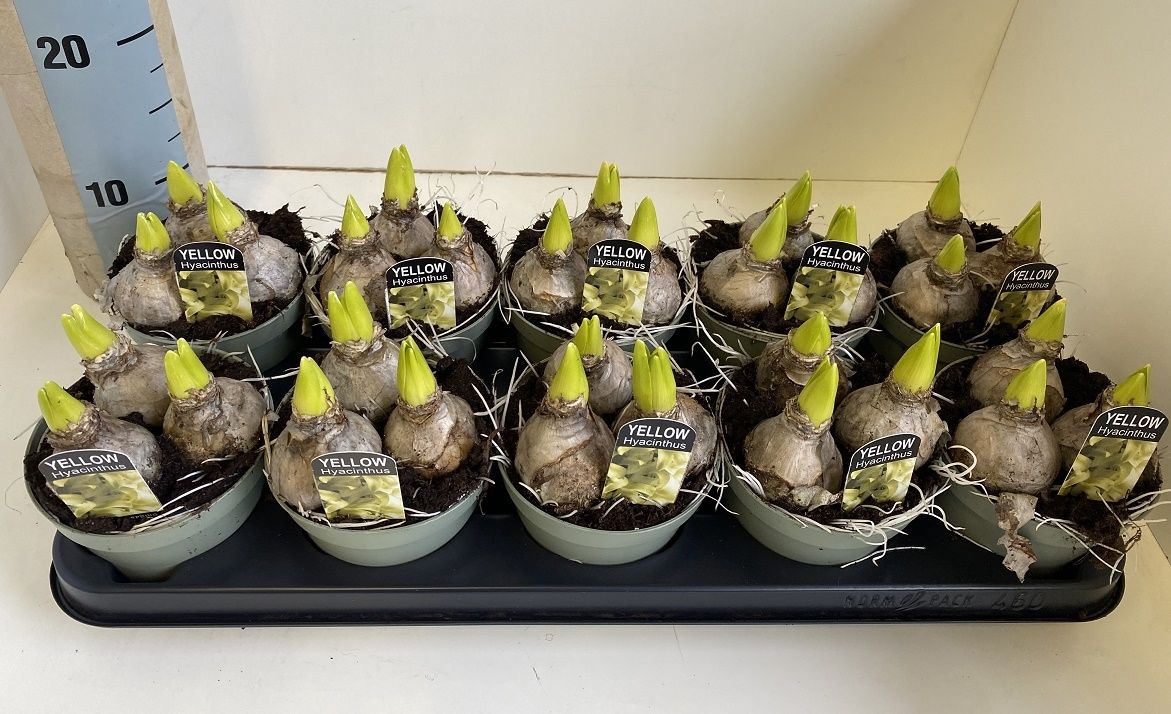 12 cm Hyacint Gipsy Princess in olijf groene pot, D 12