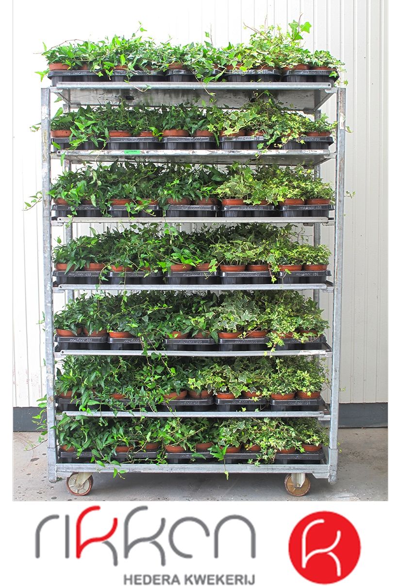 Hedera Mix op laag 12 cm, D 12