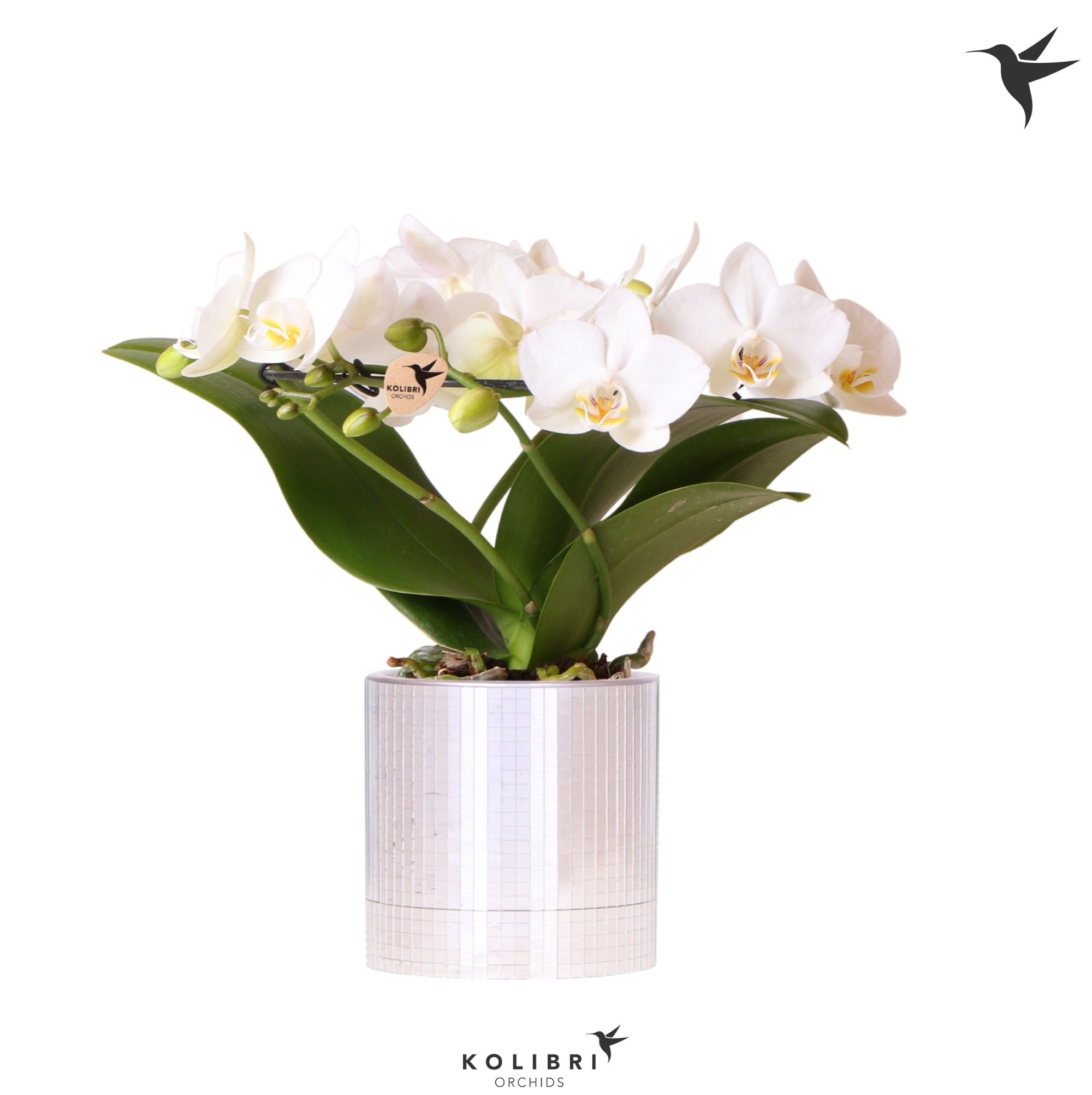 Kolibri Orchids Phalaenopsis Halo white in Disco pot, D 9