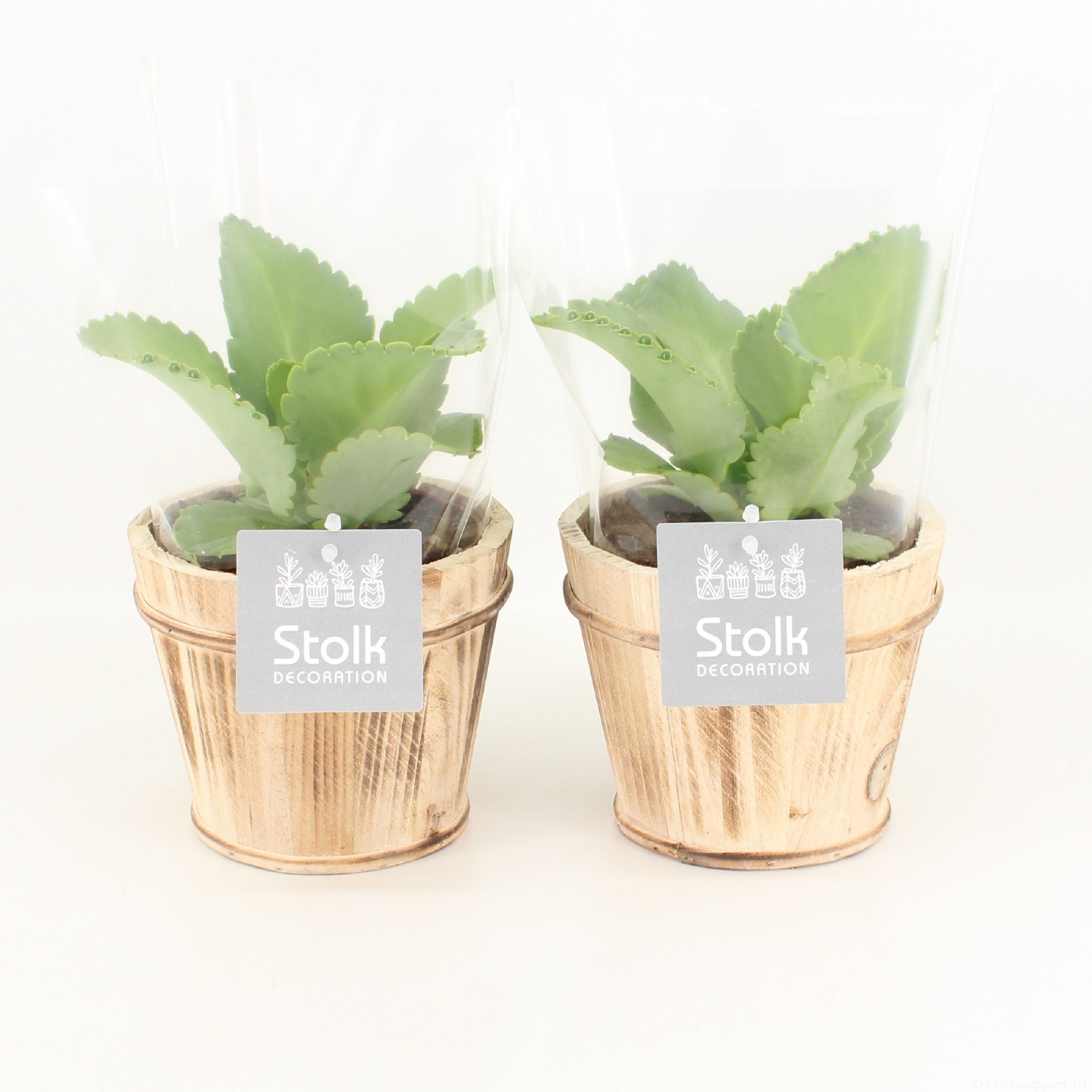 Kalanchoe Daigremontiana in Wood bruin pot, D 13