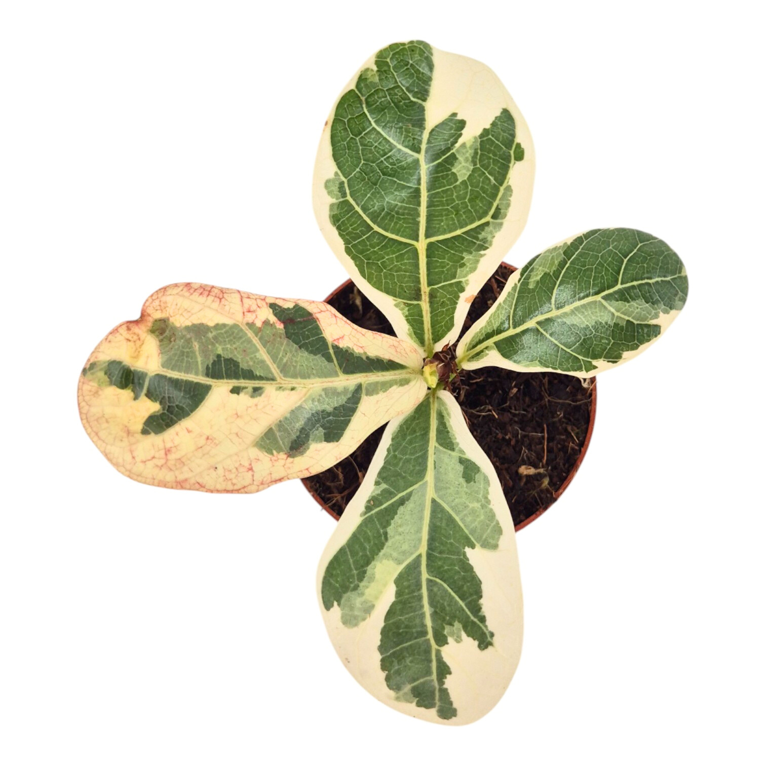 Ficus Lyrata Variegata, D 7