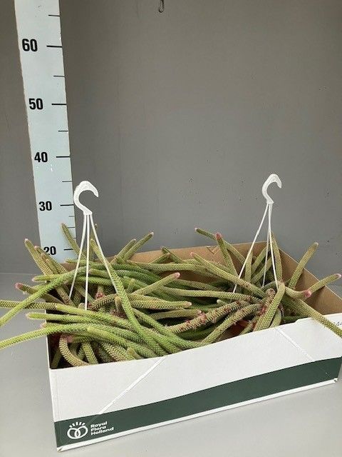 Aporocactus flagelliformis, D 14 cm Aporocactus flagelliformis, D 14 cm