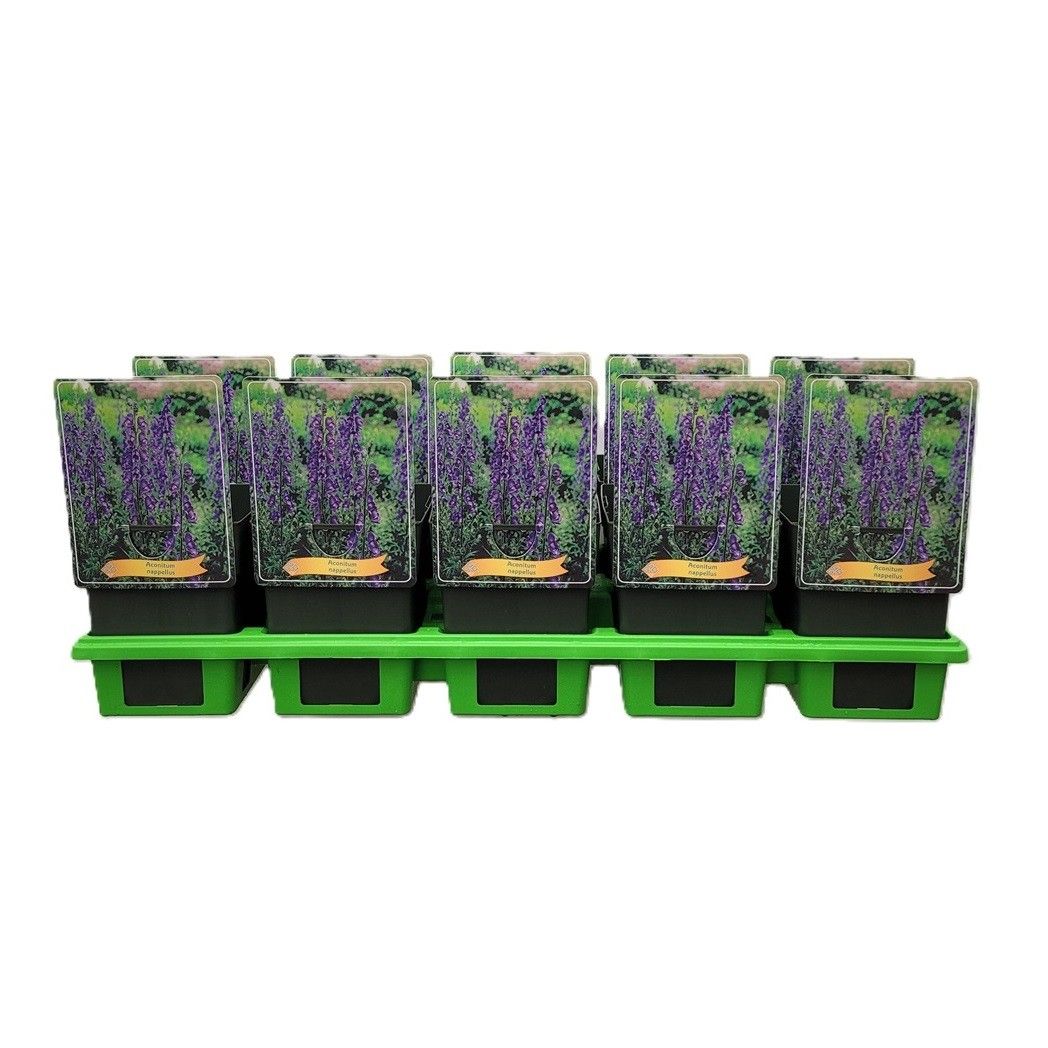 Aconitum napellus P11, D 11